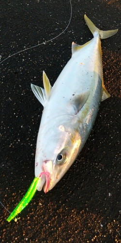 イナダの釣果