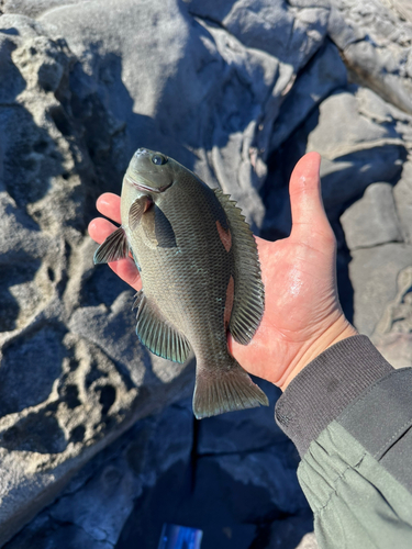 メジナの釣果