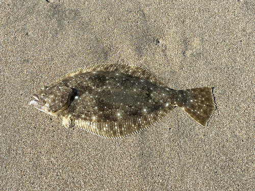 ソゲの釣果