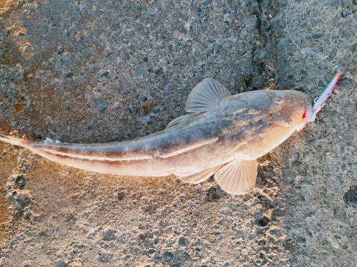 マゴチの釣果