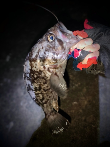 クロソイの釣果