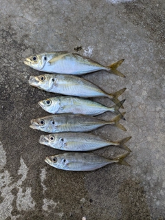 アジの釣果