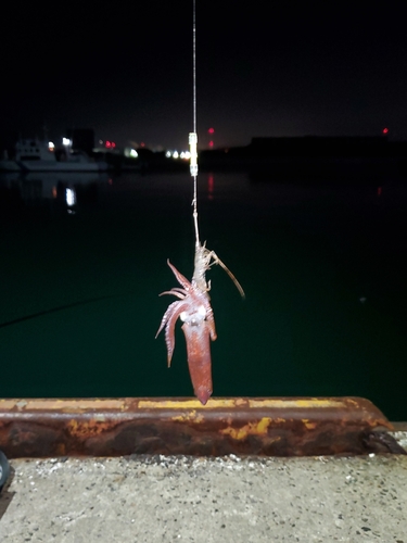 ヒイカの釣果