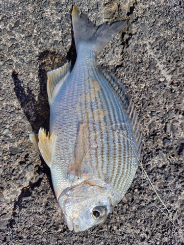 ヘダイの釣果