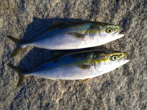 イナダの釣果