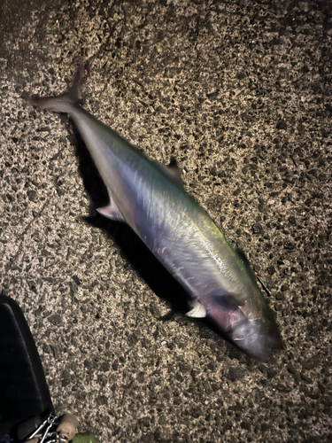 サゴシの釣果