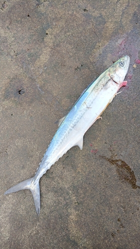 サゴシの釣果