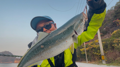 ハマチの釣果