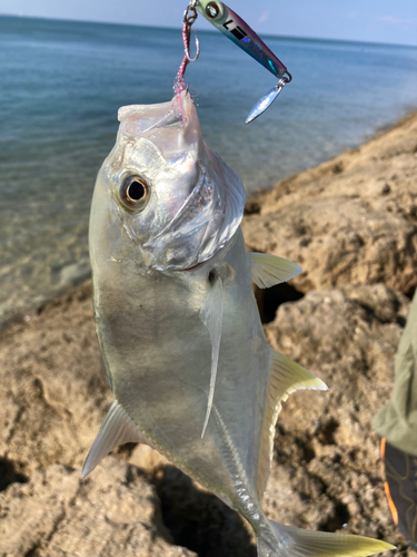 ガーラの釣果