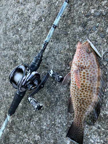 オオモンハタの釣果