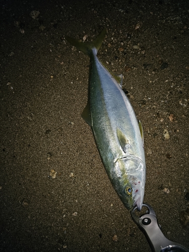 ヤズの釣果