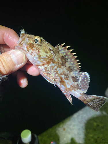 カサゴの釣果