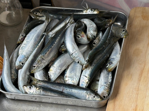 イワシの釣果