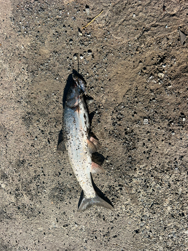 ウグイの釣果