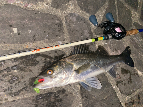 シーバスの釣果