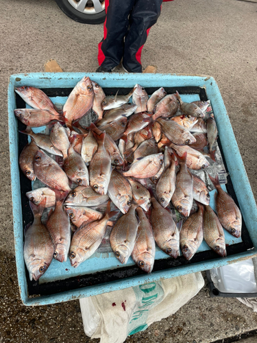 マダイの釣果