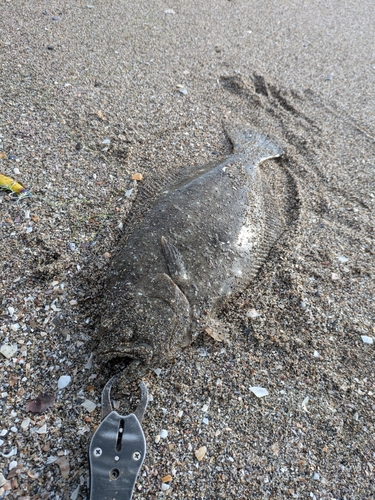 ヒラメの釣果