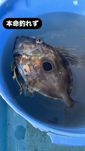 アマダイの釣果