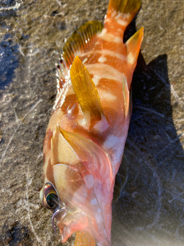 アカハタの釣果