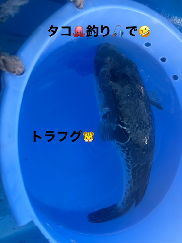 トラフグの釣果