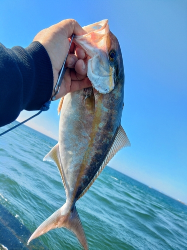 ショゴの釣果