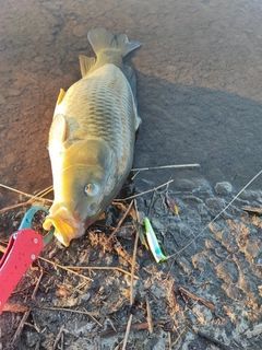 コイの釣果