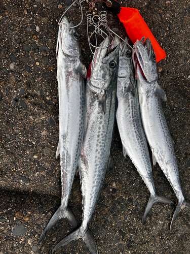 サゴシの釣果