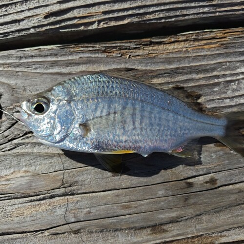 クロサギの釣果