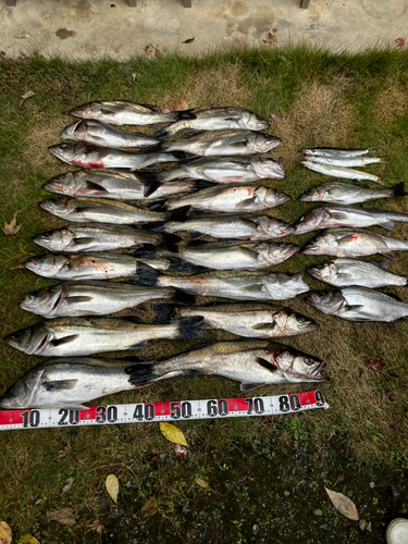 シーバスの釣果