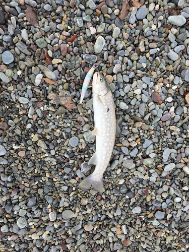 アメマスの釣果