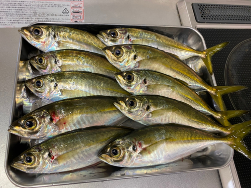 アジの釣果