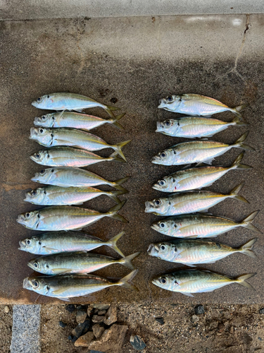 アジの釣果