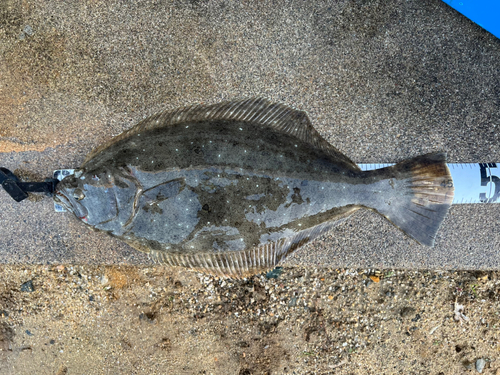 ヒラメの釣果