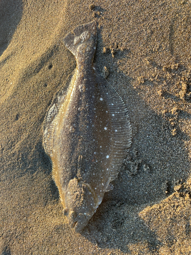 ソゲの釣果