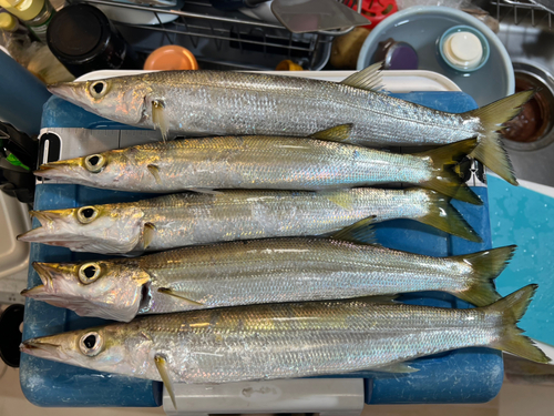 カマスの釣果