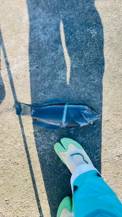 カンムリベラの釣果