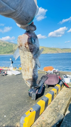 イシガキフグの釣果