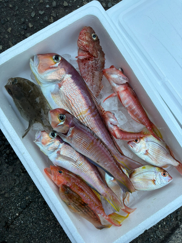 アマダイの釣果