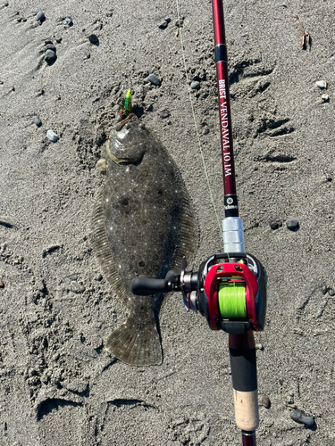 ヒラメの釣果