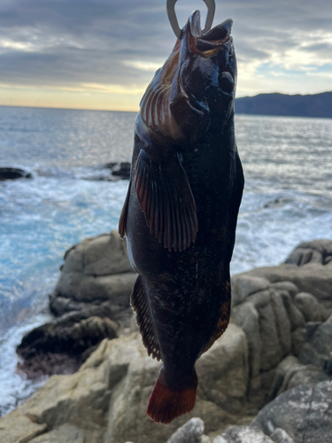 アイナメの釣果