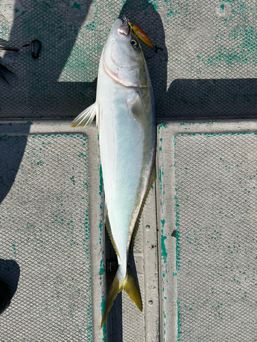 ブリの釣果