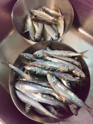 イワシの釣果