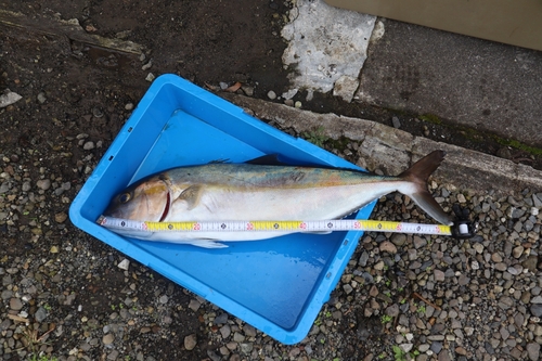 鹿児島湾北部