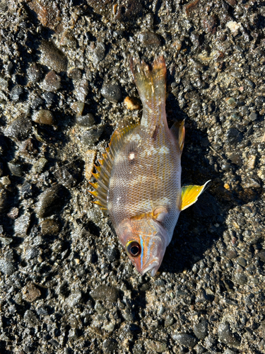 ナミフエダイの釣果