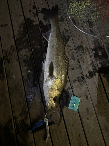 アナゴの釣果