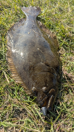 ヒラメの釣果