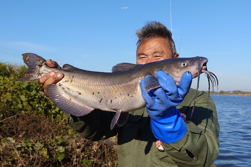 アメリカナマズの釣果