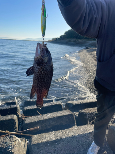 オオモンハタの釣果