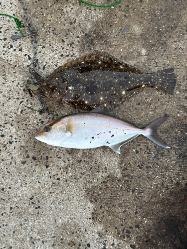 ヒラメの釣果