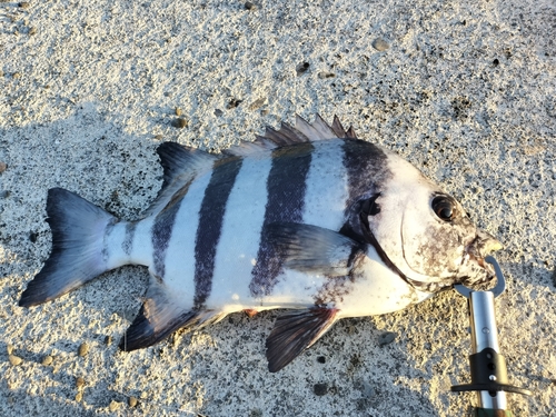 イシダイの釣果